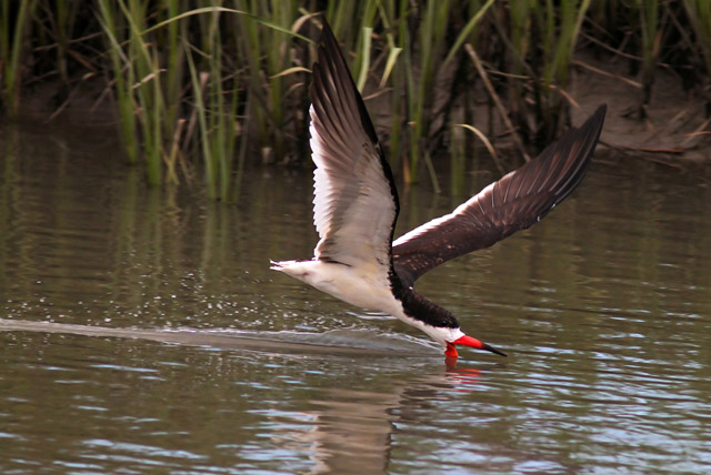 Black Skimmer