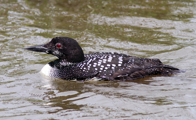 Common Loon