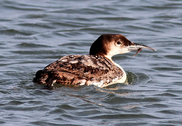 Common Loon