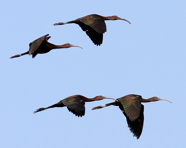 Glossy Ibises