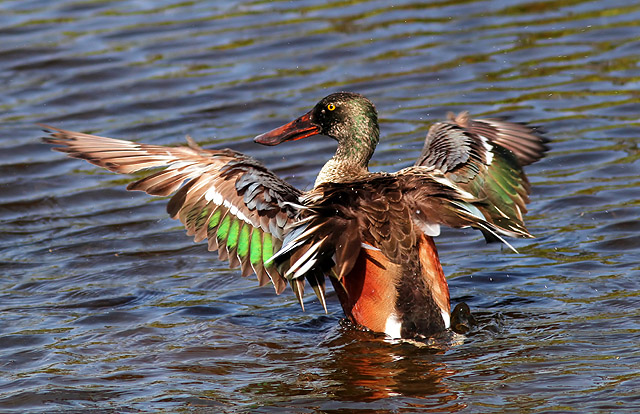 Northern Shoveler