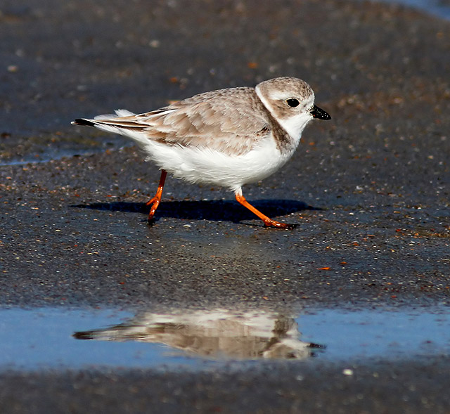 Piping Plover