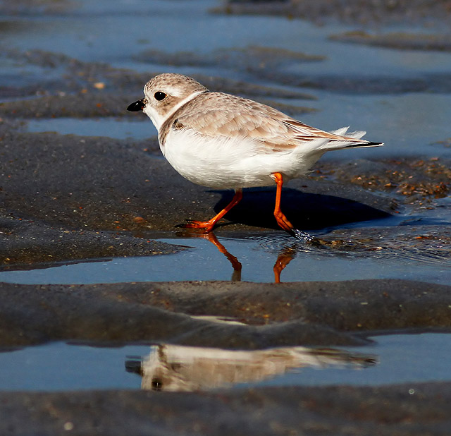 Piping Plover