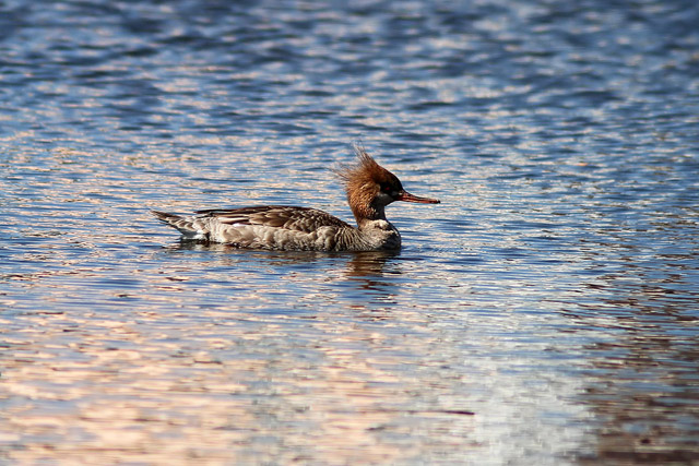 Red-breasted Merganser