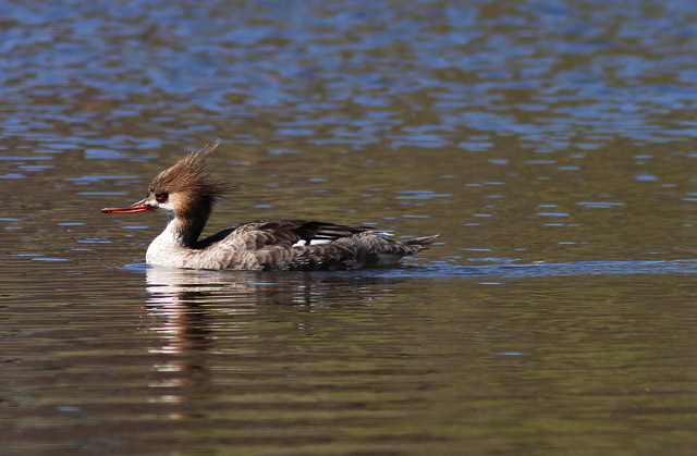 Red-breasted Merganser