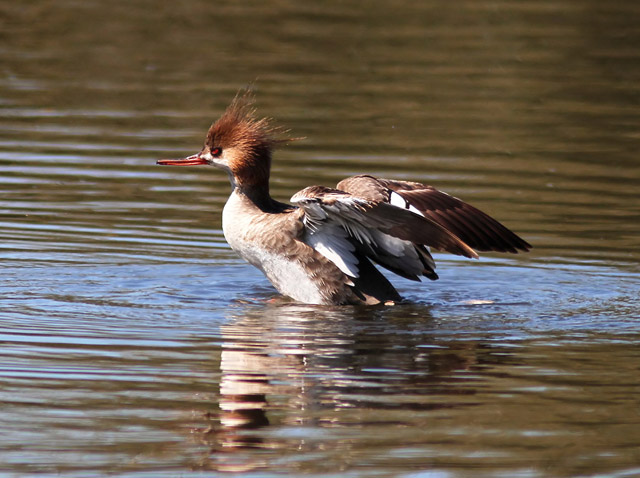 Red-breasted Merganser