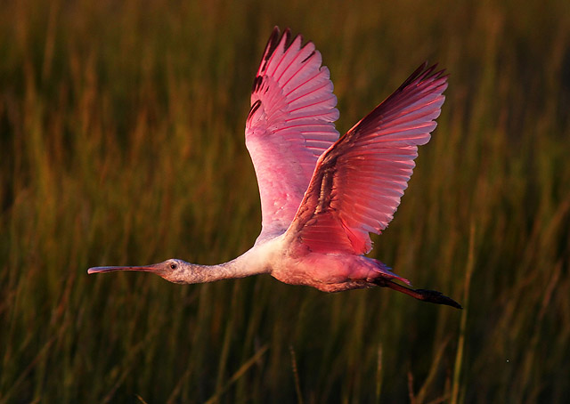 Roseate Spoonbill