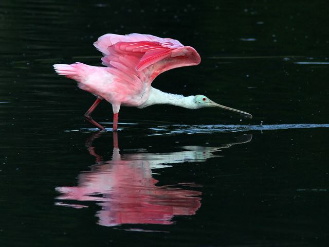 Roseate Spoonbill