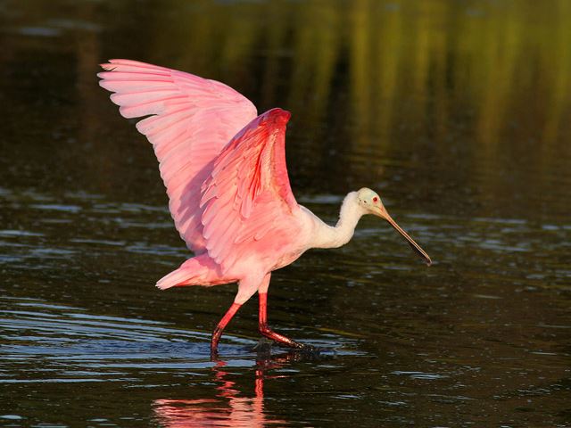 Roseate Spoonbill