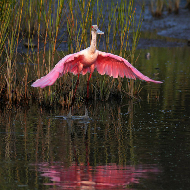 Roseate Spoonbill