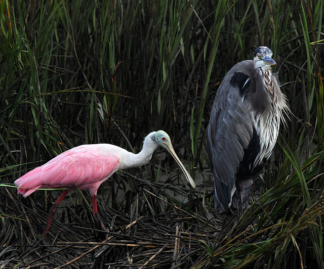 Roseate Spoonbill and Great Blue Heron