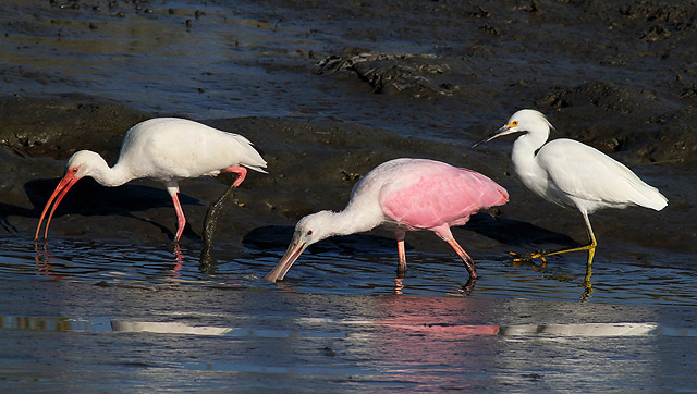 White Ibis, Roseate Spoonbill, and Snowy Egret