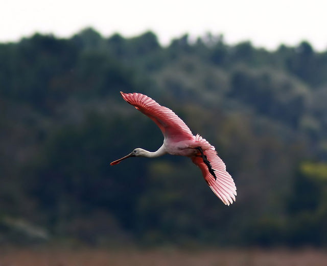 Roseate Spoonbill