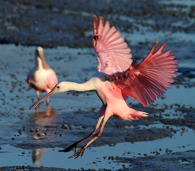 Roseate Spoonbills