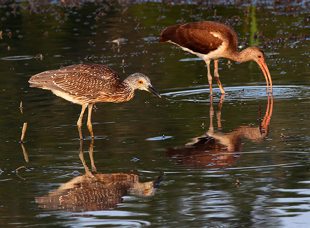 Yellow-crowned Night-Heron