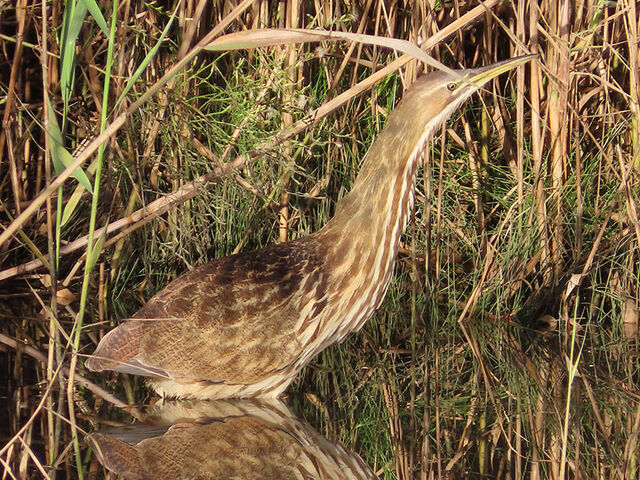 American Bittern