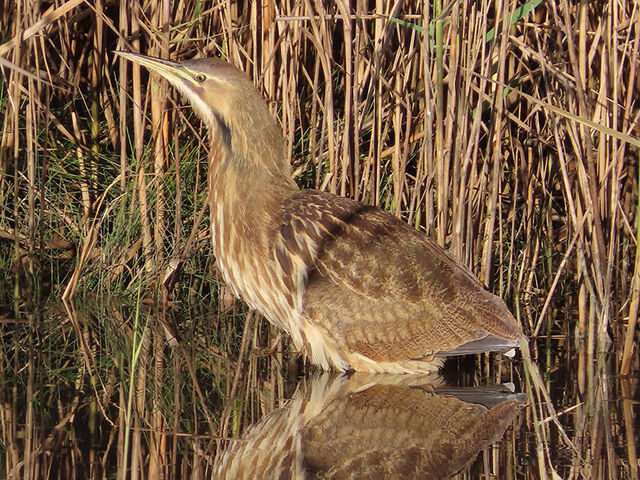 American Bittern