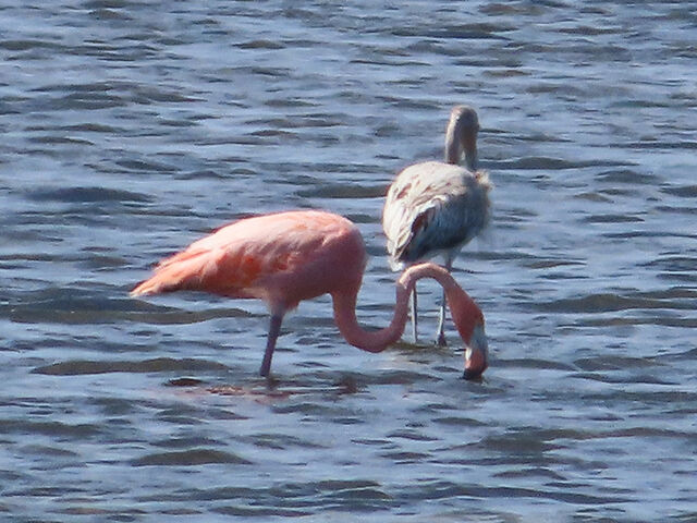 American Flamingo