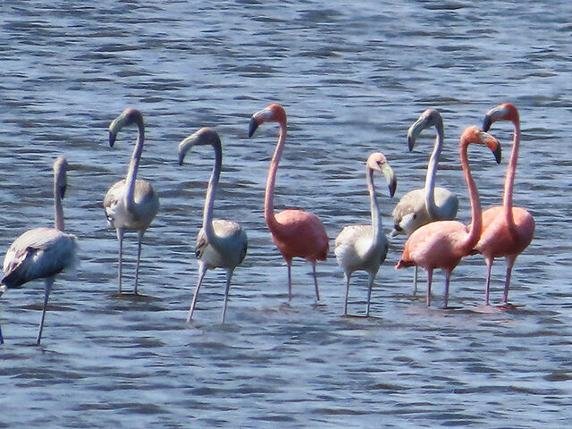 American Flamingo