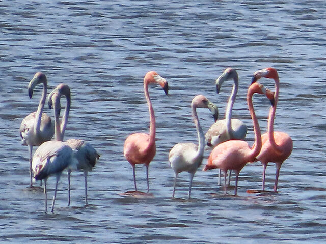 American Flamingo