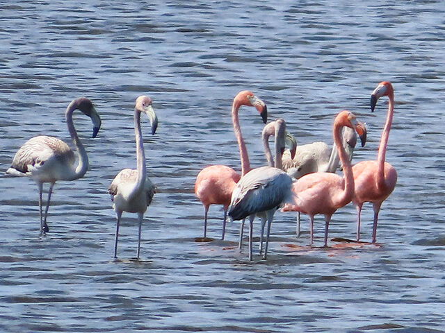 American Flamingo