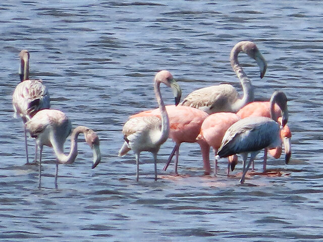 American Flamingo