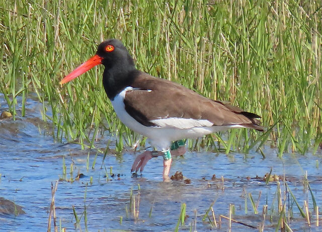 American Oystercatcher