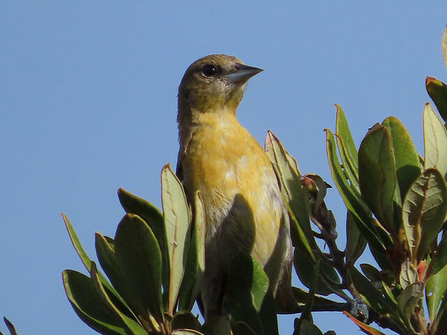 Baltimore Oriole