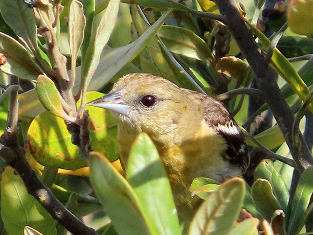 Baltimore Oriole