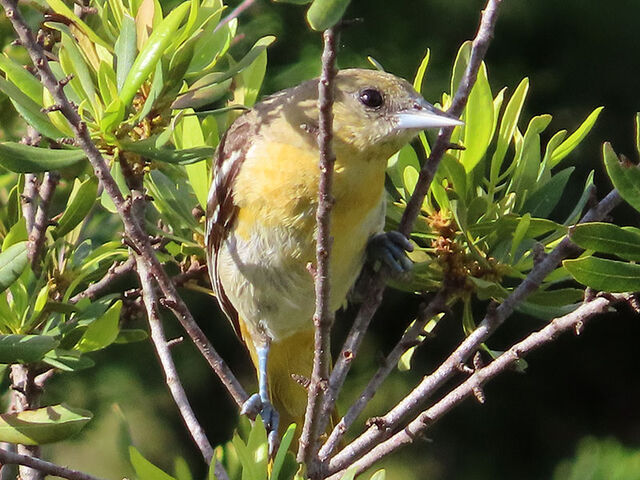 Baltimore Oriole