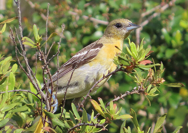 Baltimore Oriole