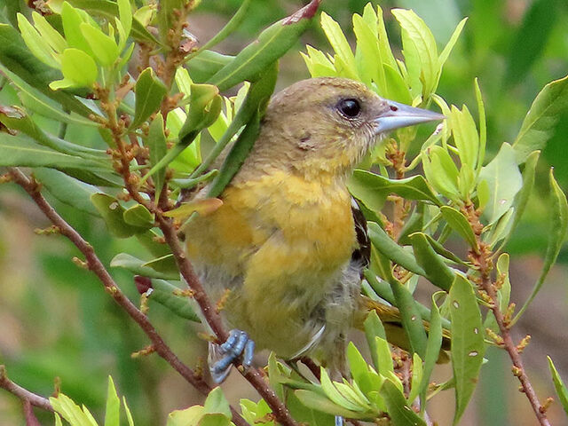 Baltimore Oriole