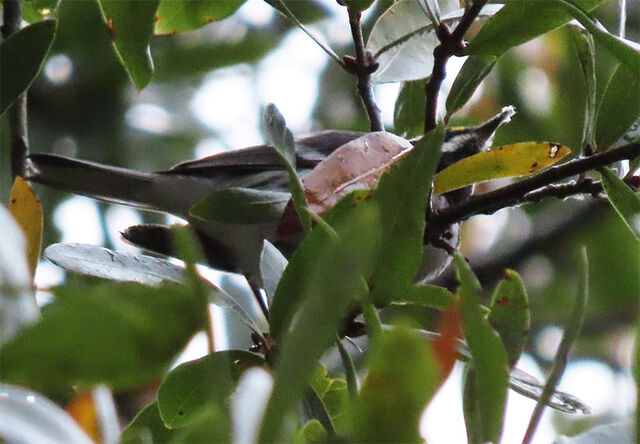 Black-throated Gray Warbler