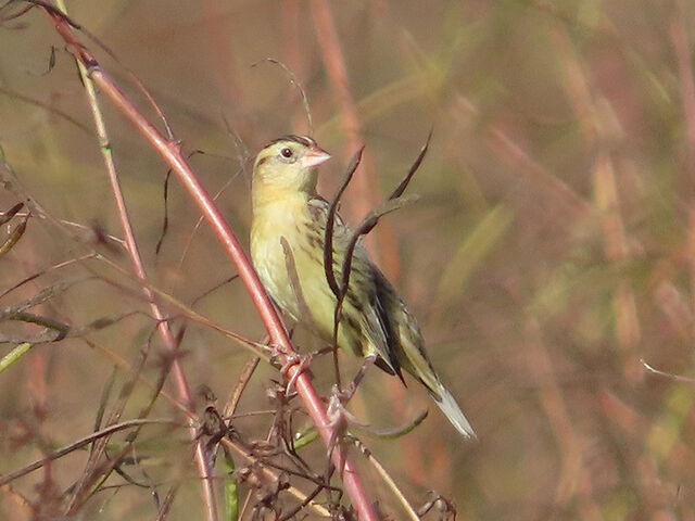 Bobolink