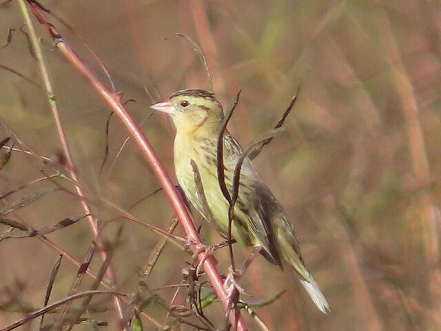 Bobolink