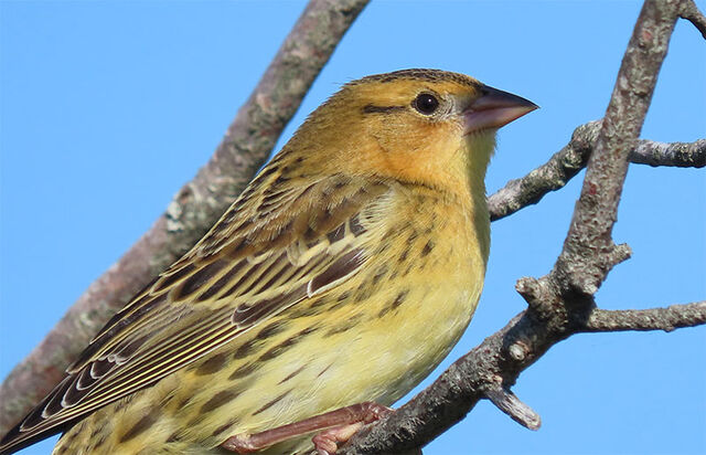 Bobolink