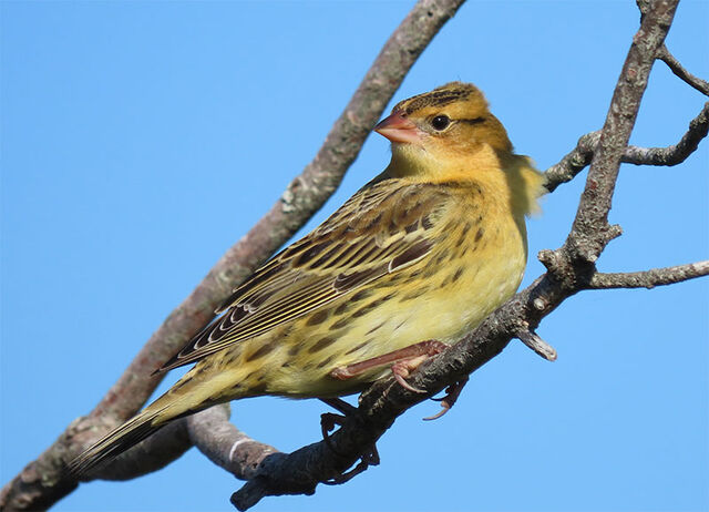 Bobolink