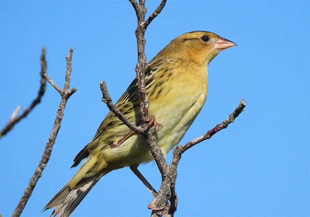 Bobolink