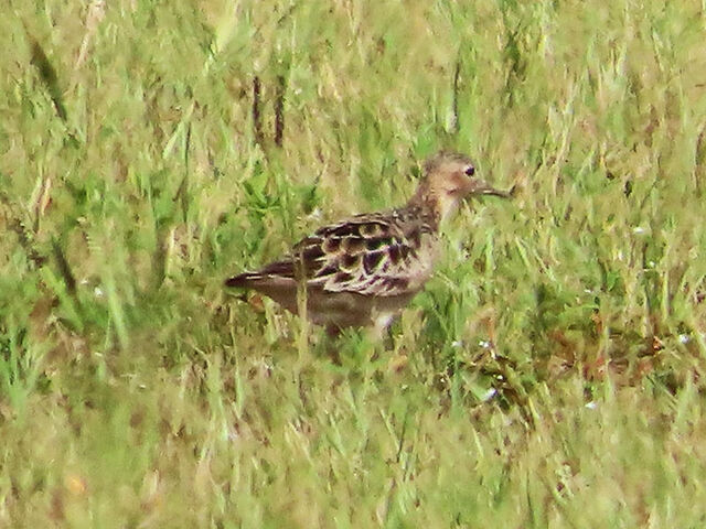 Buff-breasted Sandpiper