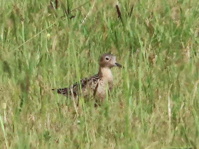 Buff-breasted Sandpiper