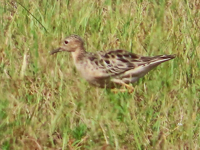 Buff-breasted Sandpiper