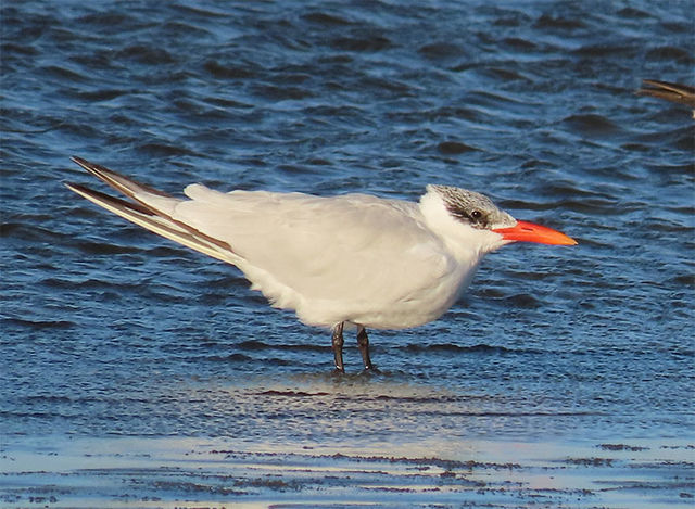 Caspian Tern