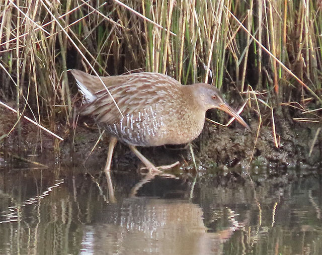 Clapper Rail