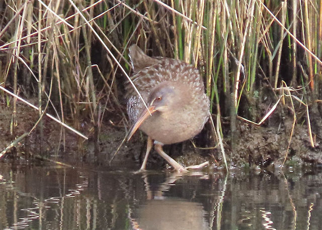 Clapper Rail