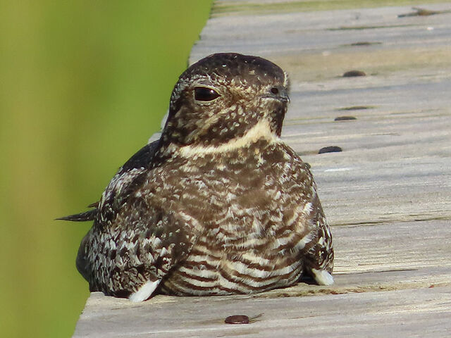 Common Nighthawk