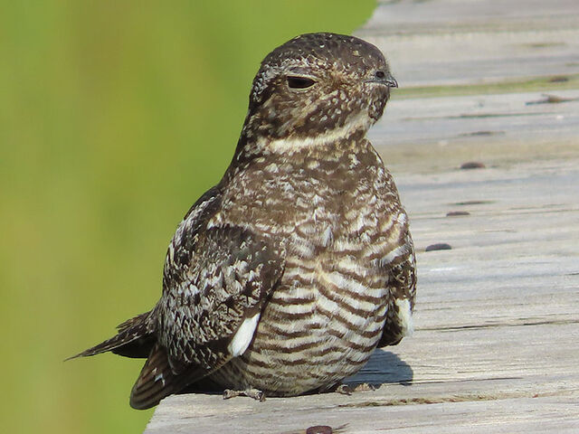 Common Nighthawk