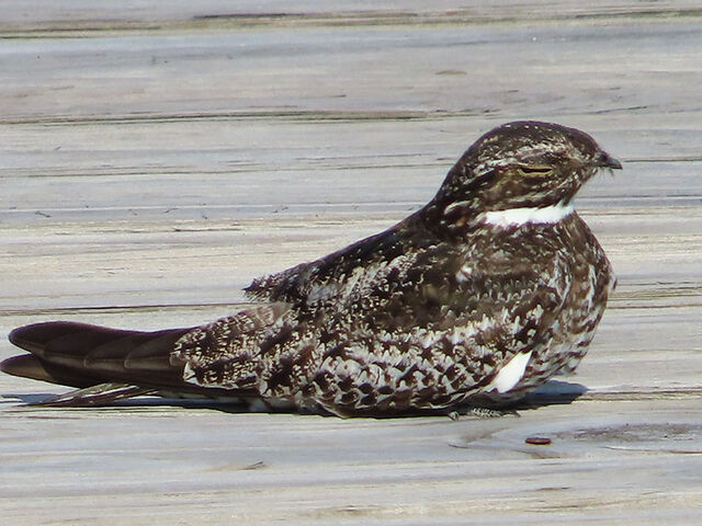 Common Nighthawk