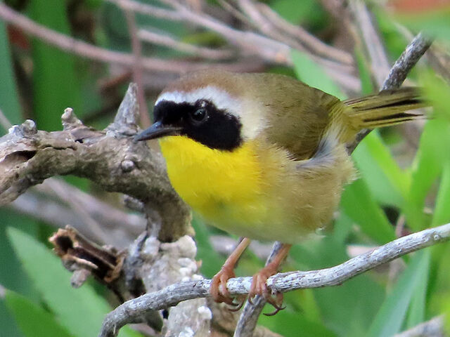 Common Yellowthroat