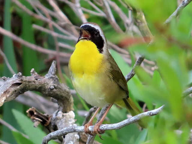 Common Yellowthroat