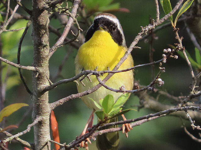 Common Yellowthroat